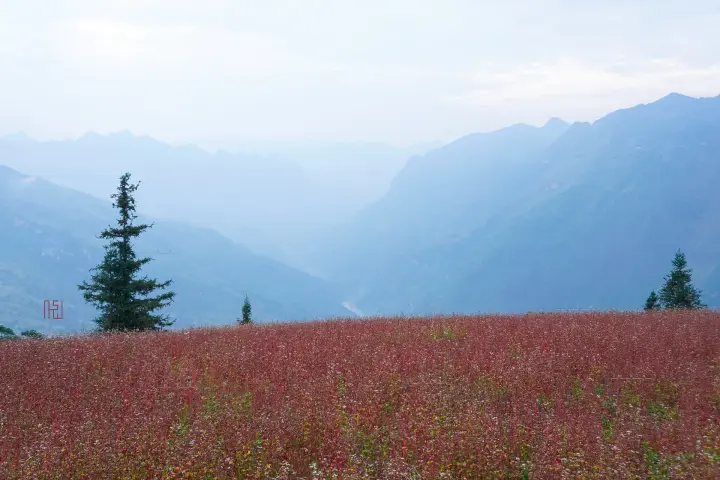 Pink buckwheat flowers on a plateau in Hà Giang