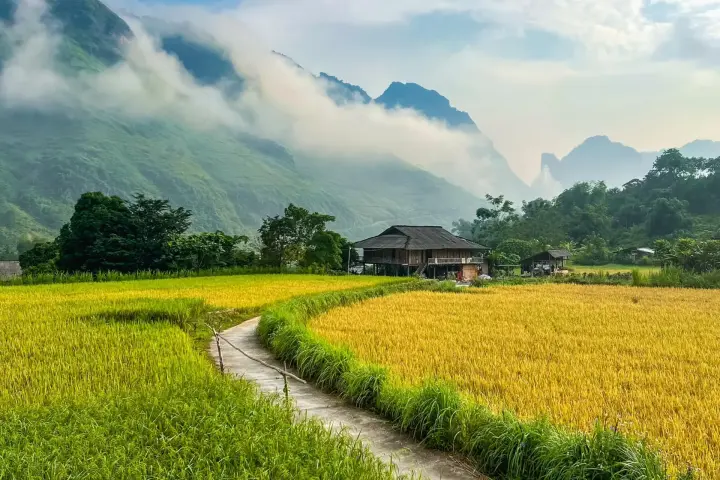 Golden rice fields below the mountains at Du Già, Hà Giang