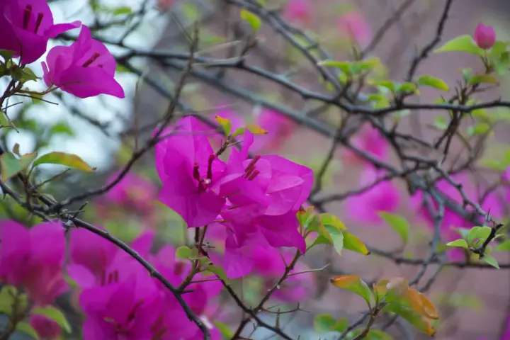 Bougainvillea in bloom
