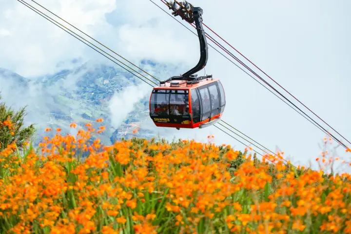 Orange flowers below the Fansipan cable car, Sa Pa