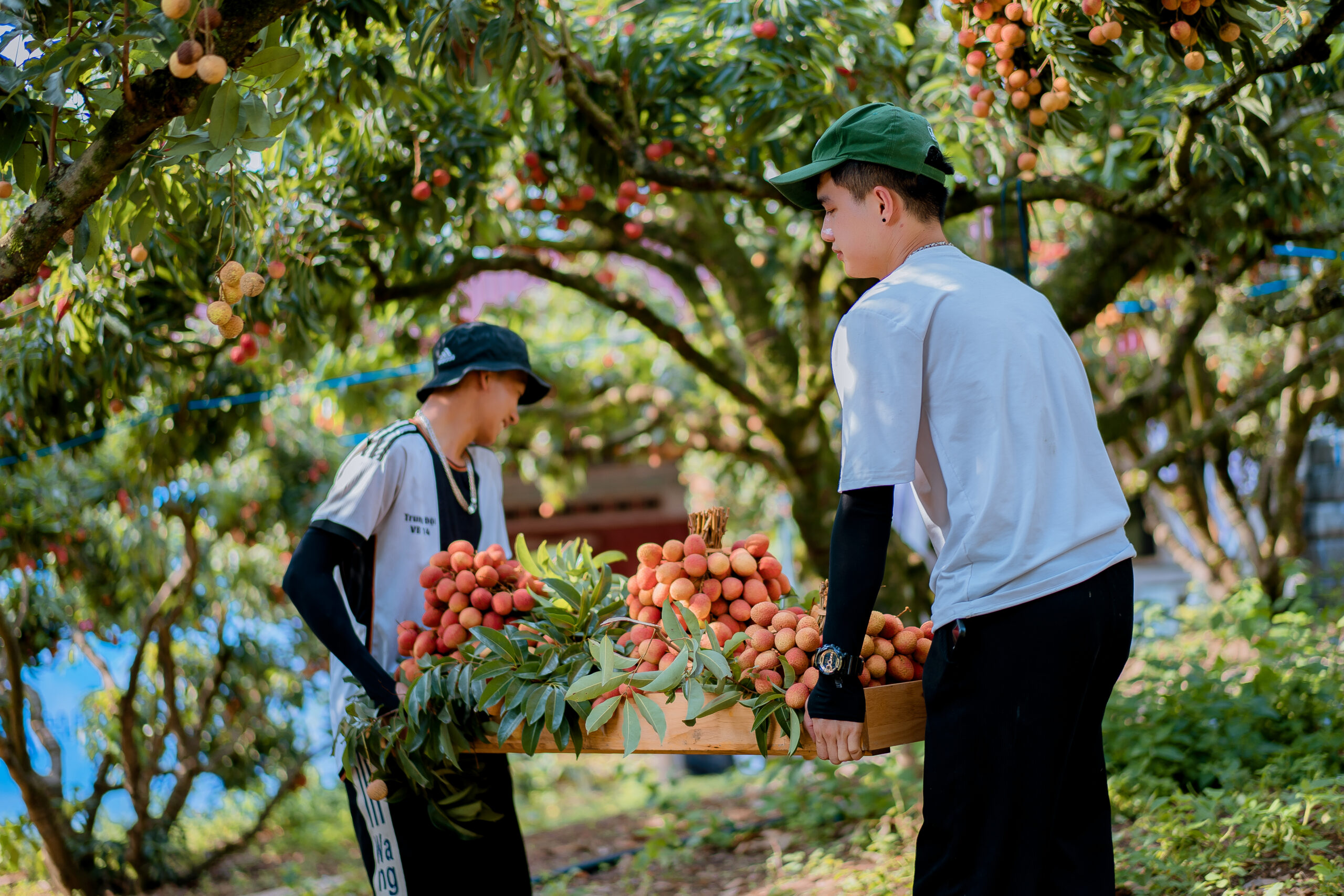 Trải nghiệm hái vải cùng người dân trong tour hái vải đêm