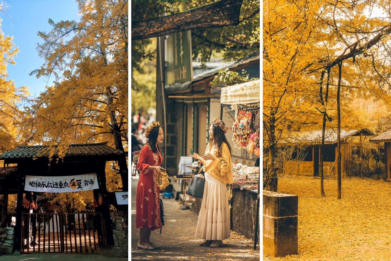 Làng Ngân Hạnh Đằng Xung – Thiên đường mùa thu vàng ở Vân Nam