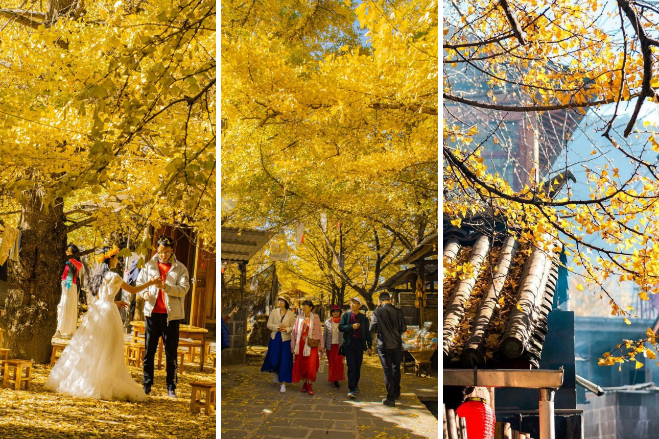 Làng Ngân Hạnh Đằng Xung – Thiên đường mùa thu vàng ở Vân Nam