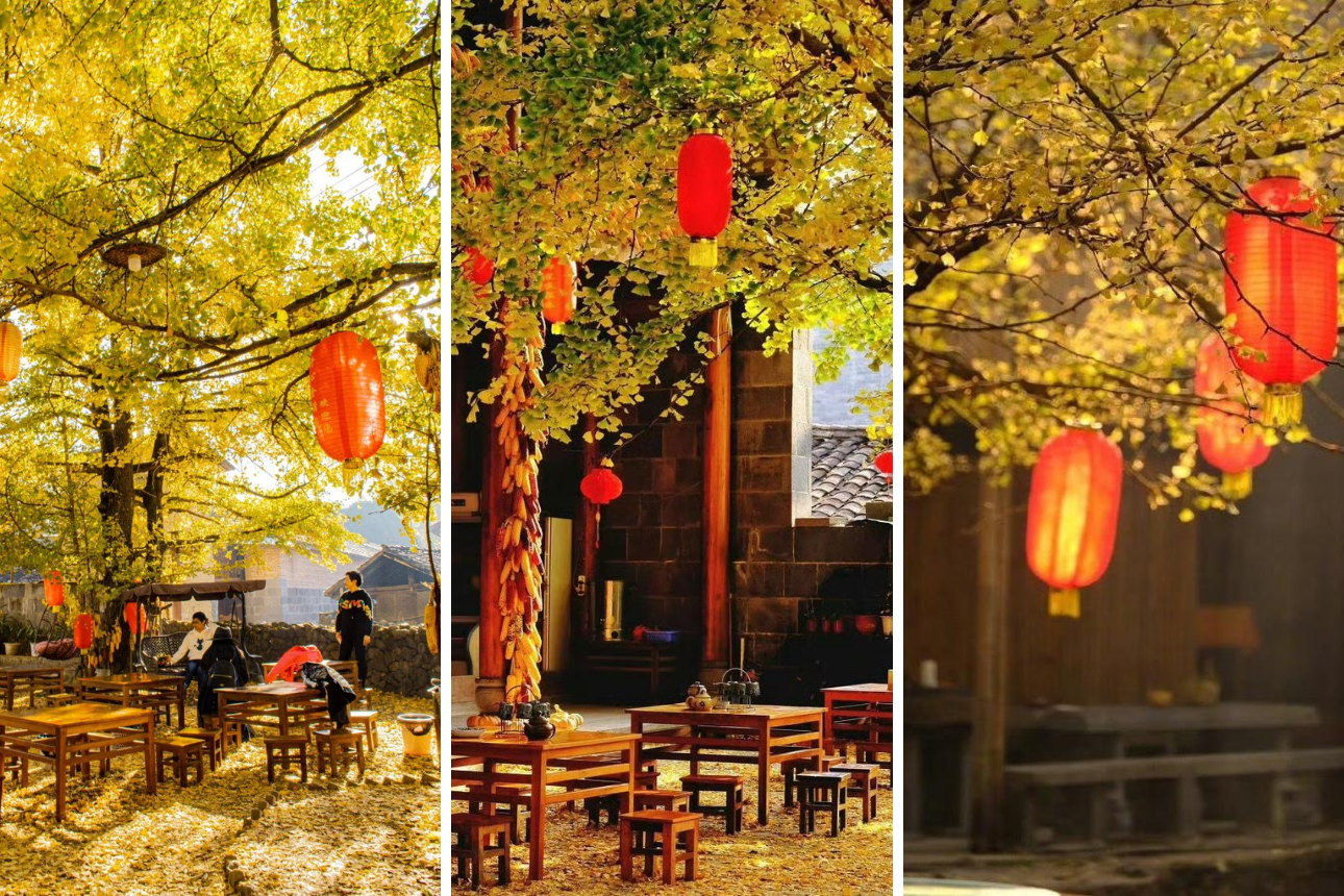 Làng Ngân Hạnh Đằng Xung – Thiên đường mùa thu vàng ở Vân Nam