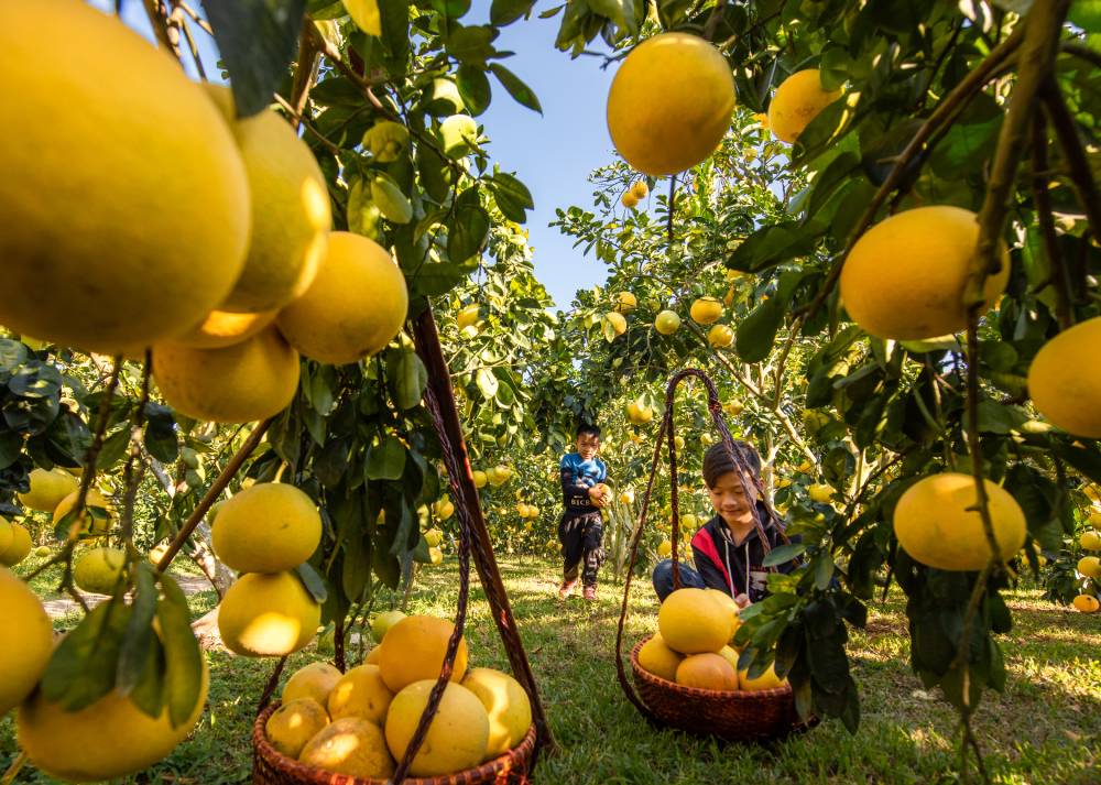 Miệt vườn Lục Ngạn mùa cam bưởi – Trải nghiệm du lịch cuối tuần thú vị gần Hà Nội