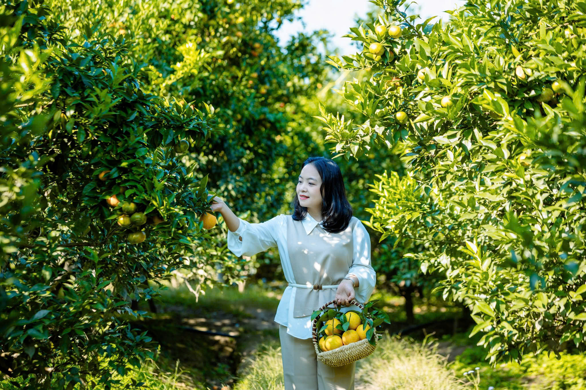 Miệt vườn Lục Ngạn mùa cam bưởi – Trải nghiệm du lịch cuối tuần thú vị gần Hà Nội