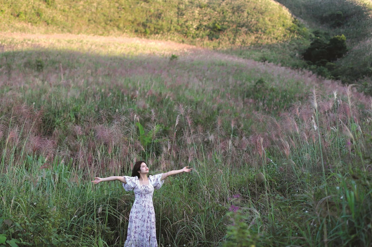 Mùa cỏ lau ở Bình Liêu – Thiên đường hoa lau giữa miền biên viễn