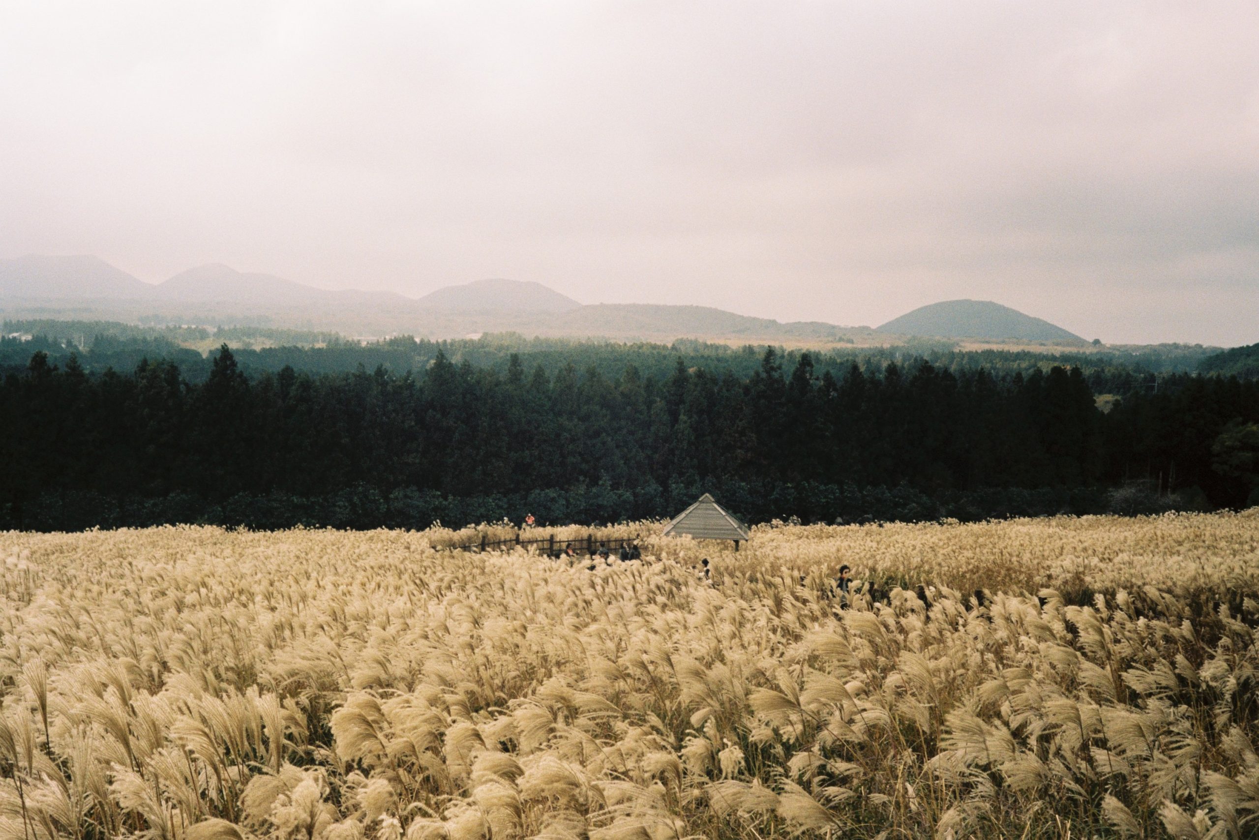 Lịch trình vi vu &#8220;đảo tình yêu Jeju&#8221; tự túc chi tiết nhất