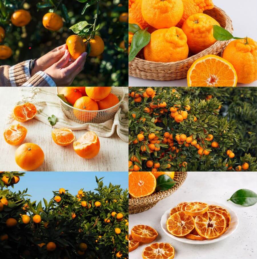 Lịch trình vi vu &#8220;đảo tình yêu Jeju&#8221; tự túc chi tiết nhất