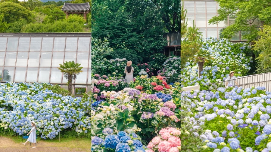 Lịch trình vi vu &#8220;đảo tình yêu Jeju&#8221; tự túc chi tiết nhất