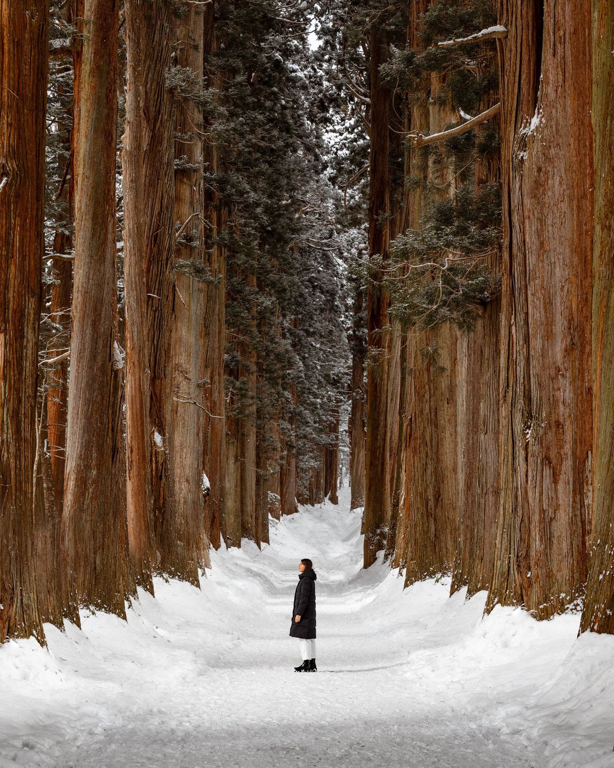 Săn tuyết Hokkaido: Thời điểm đẹp nhất và những lưu ý quan trọng