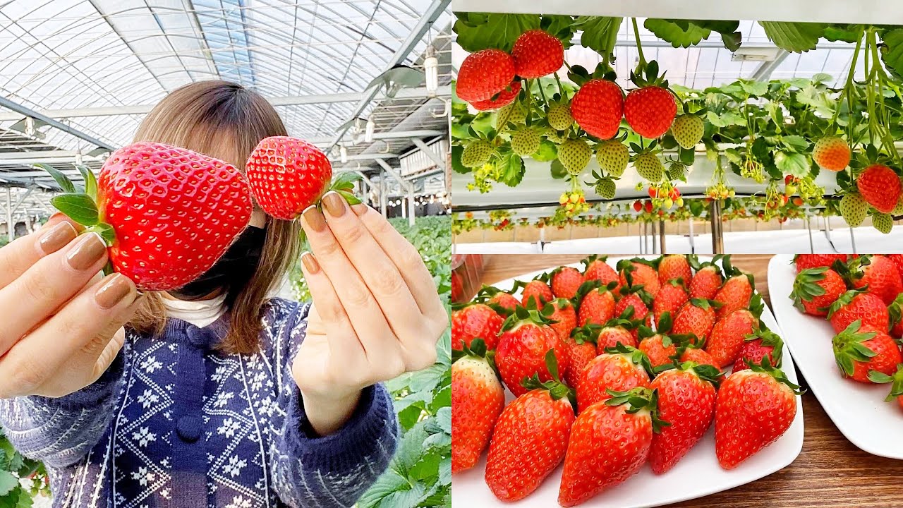 Kinh nghiệm du lịch Hàn Quốc mùa đông cho người đi lần đầu