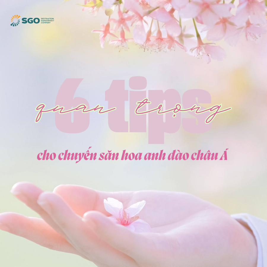 6 tips quan trong cho chuyến săn hoa anh đào châu Á