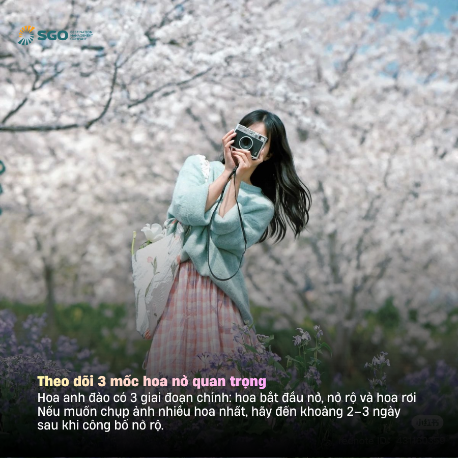 6 tips quan trong cho chuyến săn hoa anh đào châu Á