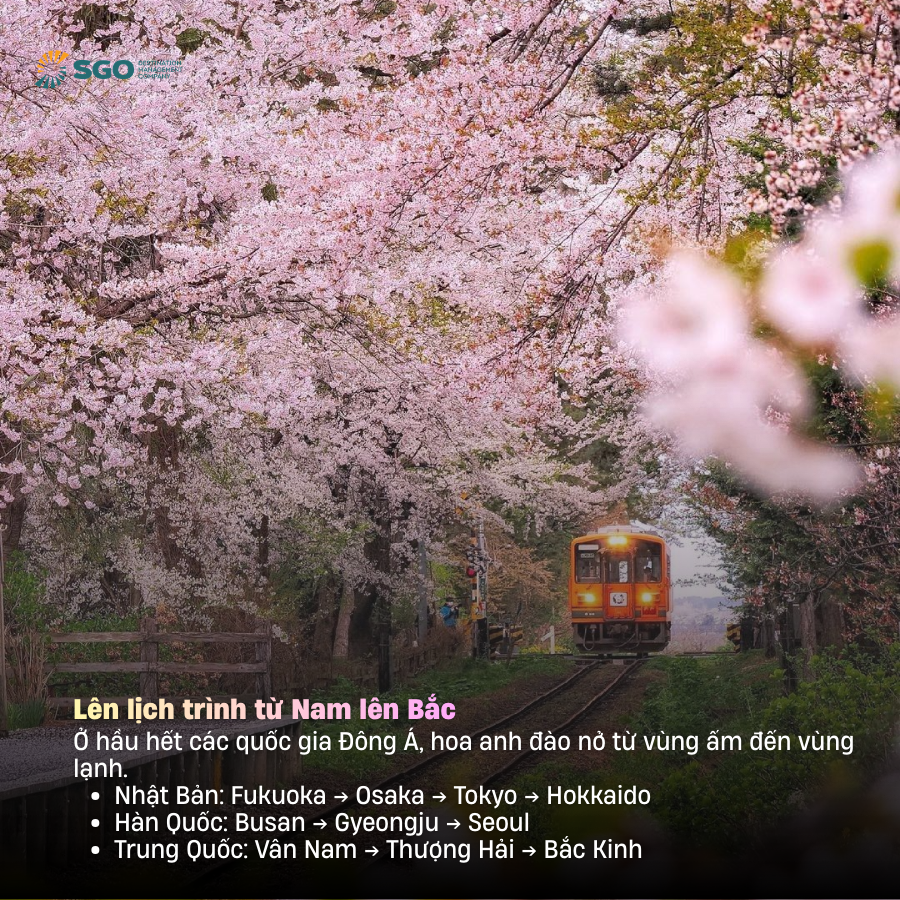 6 tips quan trong cho chuyến săn hoa anh đào châu Á