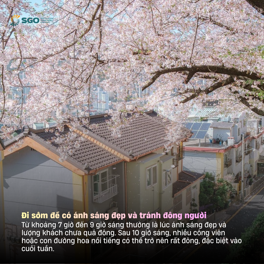 6 tips quan trong cho chuyến săn hoa anh đào châu Á