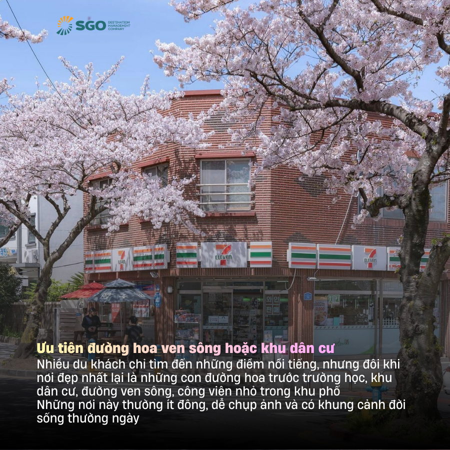 6 tips quan trong cho chuyến săn hoa anh đào châu Á