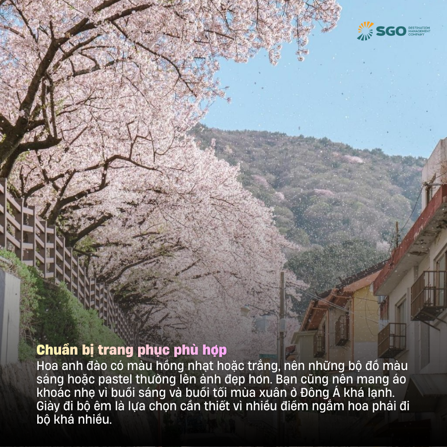 6 tips quan trong cho chuyến săn hoa anh đào châu Á