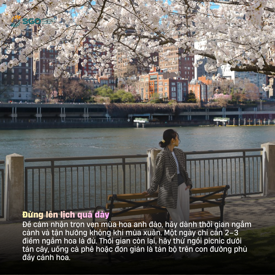6 tips quan trong cho chuyến săn hoa anh đào châu Á