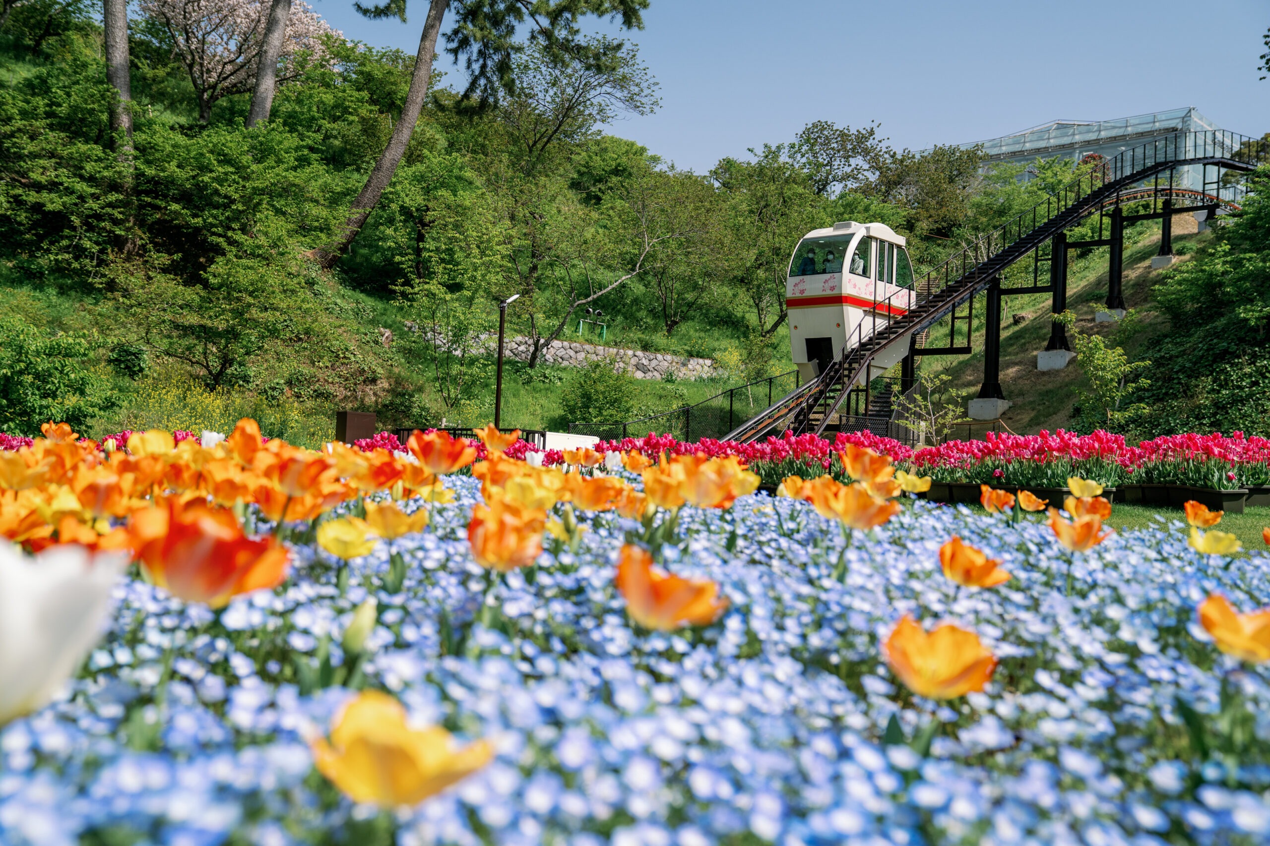 Hamamatsu Flower Park – Tọa độ săn hoa 4 mùa cực đỉnh tại Nhật Bản