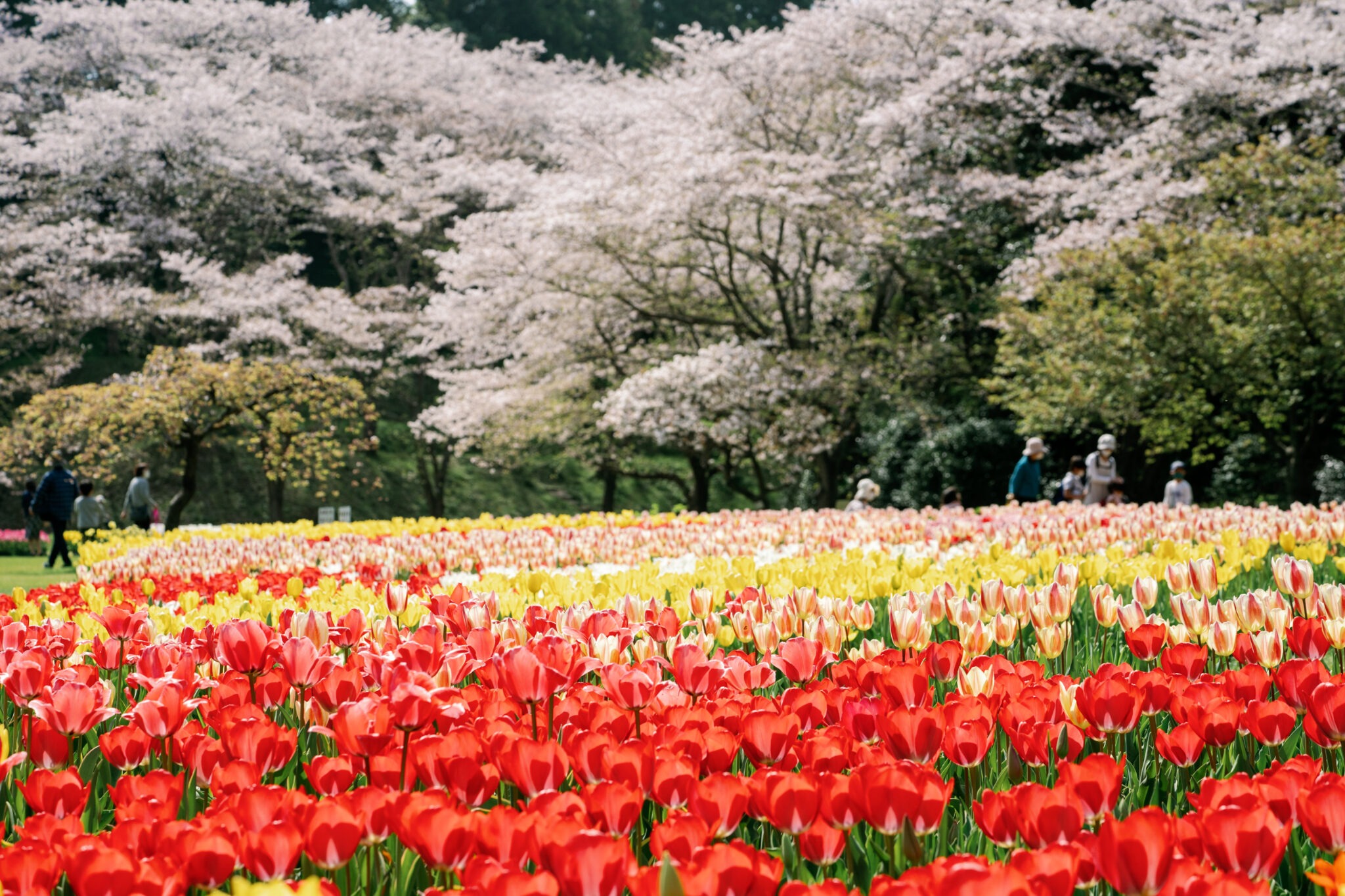 Hamamatsu Flower Park – Tọa độ săn hoa 4 mùa cực đỉnh tại Nhật Bản