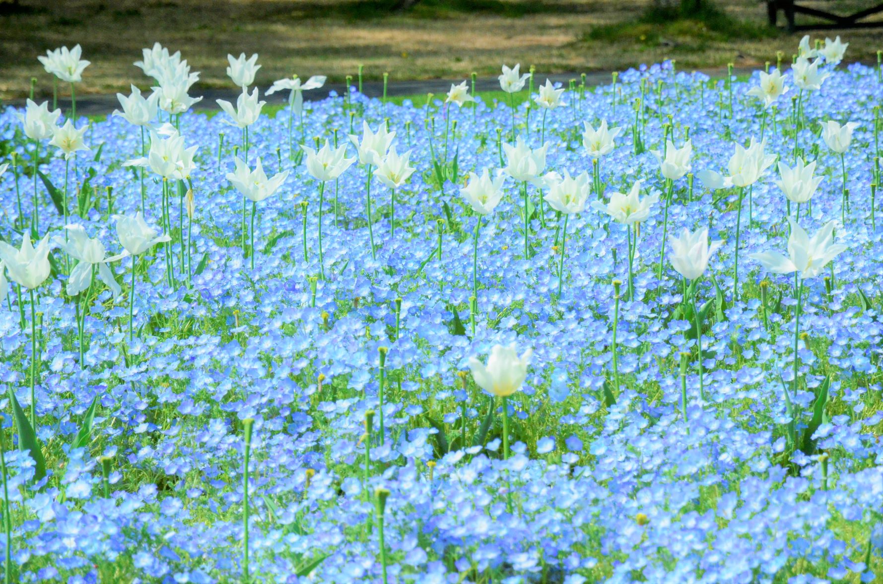 Hamamatsu Flower Park – Tọa độ săn hoa 4 mùa cực đỉnh tại Nhật Bản
