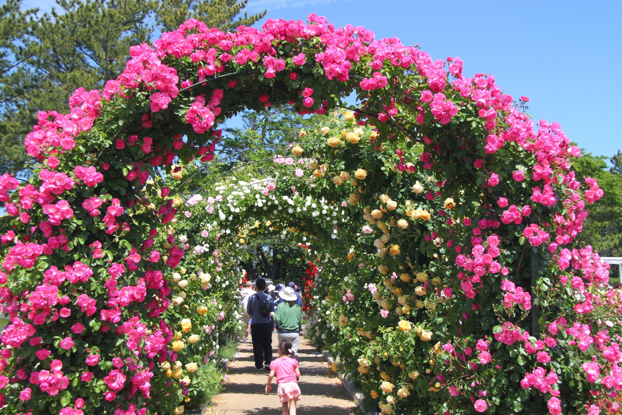 Hamamatsu Flower Park – Tọa độ săn hoa 4 mùa cực đỉnh tại Nhật Bản
