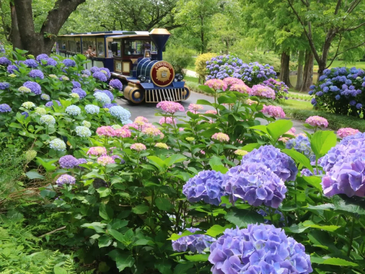Hamamatsu Flower Park – Tọa độ săn hoa 4 mùa cực đỉnh tại Nhật Bản