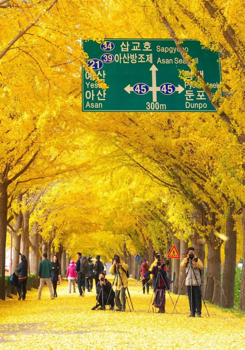 Top 6 địa điểm ngắm lá vàng mùa thu gần Seoul đẹp như phim