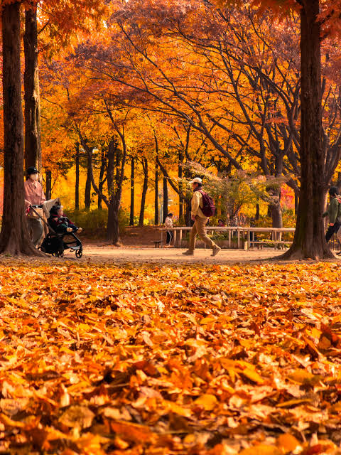 Top 6 địa điểm ngắm lá vàng mùa thu gần Seoul đẹp như phim
